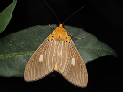 Asota plaginota