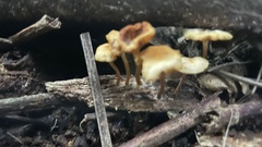 Xeromphalina cauticinalis