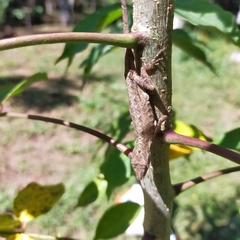 Anolis nebulosus