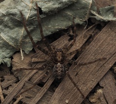 Heteropoda amphora