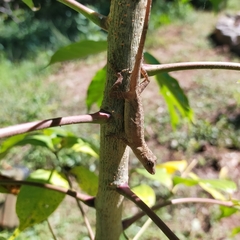 Anolis nebulosus