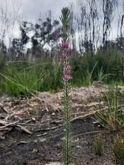 Boronia stricta