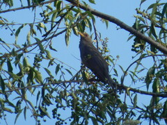 Turdus