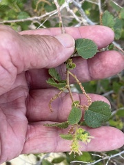Acalypha californica