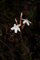 Lysinema