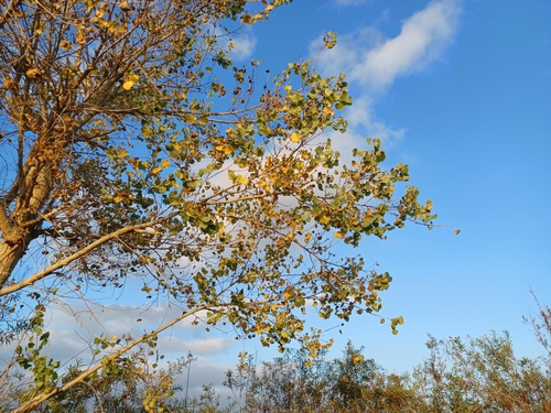 iNaturalist observation photo of Frémont Cottonwood