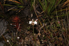 Lysinema