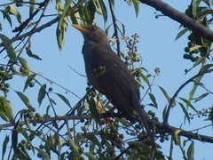 Turdus