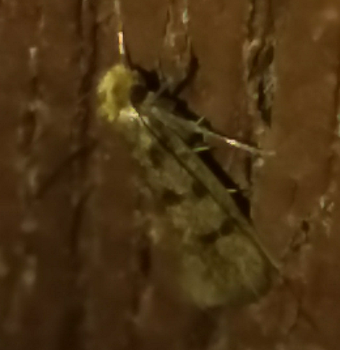 Phereoeca praecox