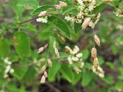 Lippia graveolens