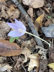 Crocus kotschyanus