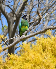 Barnardius zonarius
