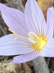 Crocus kotschyanus