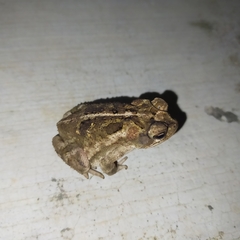 Incilius mazatlanensis