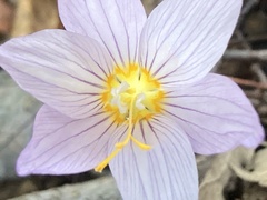 Crocus kotschyanus