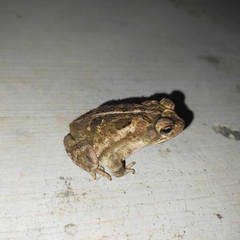 Incilius mazatlanensis