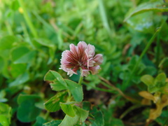 Trifolium amabile