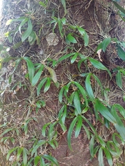 Drymoanthus adversus