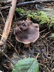 Cortinarius saniosus