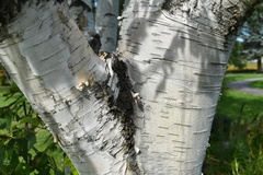 Betula papyrifera