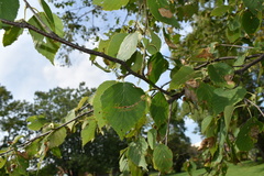 Betula papyrifera