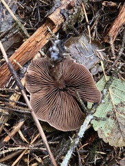 Cortinarius saniosus