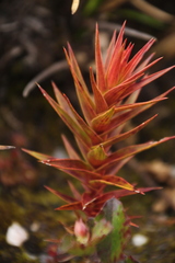 Andersonia axilliflora