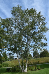 Betula papyrifera
