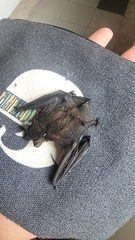 Pipistrellus javanicus