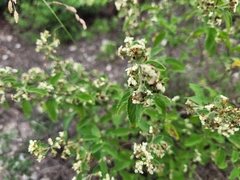 Lippia graveolens