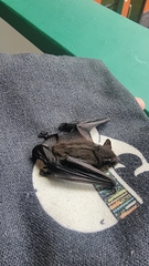 Pipistrellus javanicus