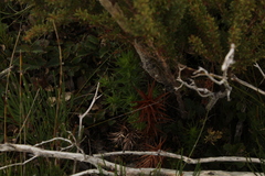 Andersonia axilliflora