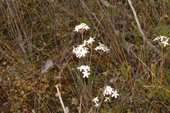 Lysinema