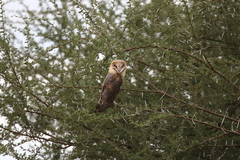 Tyto alba poensis