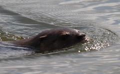 Lontra longicaudis
