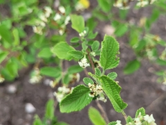 Lippia graveolens