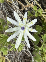 Passiflora palmeri