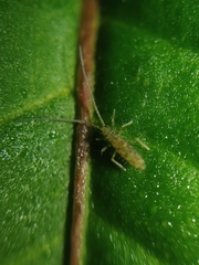 Entomobryoidea