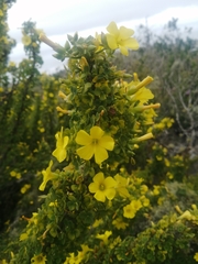 Oxalis gigantea