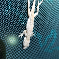 Anolis nebulosus