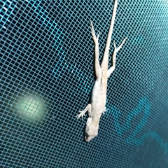 Anolis nebulosus