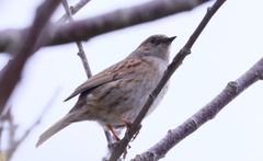 Prunella modularis occidentalis