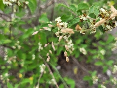 Lippia graveolens