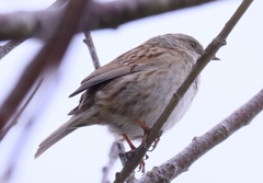 Prunella modularis occidentalis