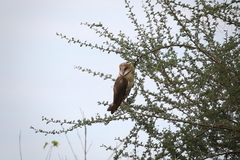 Tyto alba poensis