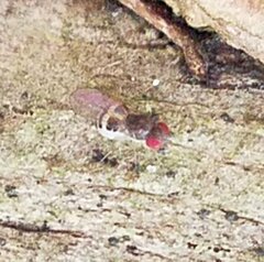 Drosophilidae