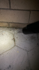 Latrodectus geometricus