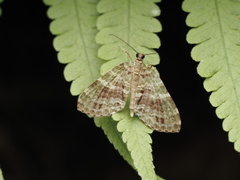 Larentiinae