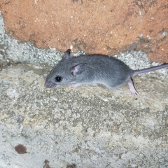 Peromyscus