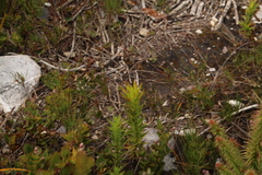 Andersonia axilliflora